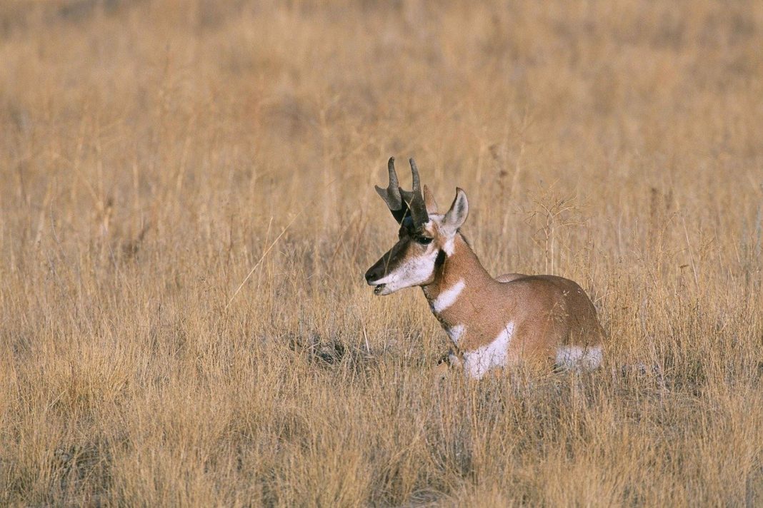 Pronghornul (Antilocapra americana), unul dintre cele mai rapide animale din lume