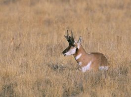 Pronghornul (Antilocapra americana), unul dintre cele mai rapide animale din lume