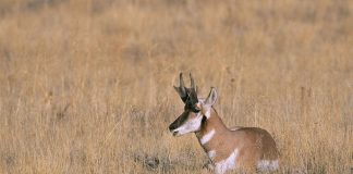 Pronghornul (Antilocapra americana), unul dintre cele mai rapide animale din lume