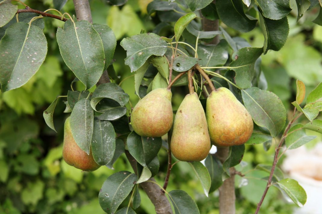 Pyrus communis