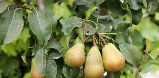 Pyrus communis
