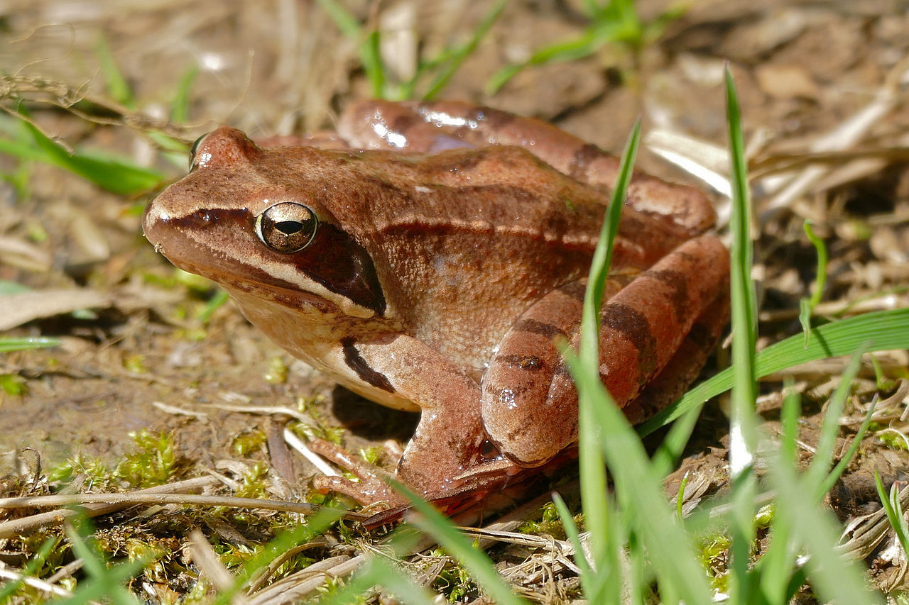 Rana dalmatina