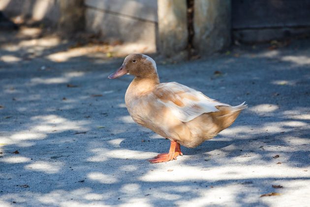 Poze Rata Rata domestica - Deștepți.ro