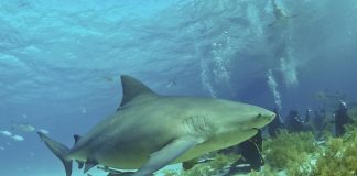 Rechinul-bivol (Carcharhinus leucas), unul dintre cei mai periculoși din lume