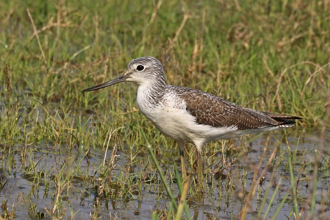 Tringa nebularia