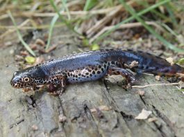 Tritonul de munte (Triturus alpestris), masculul are cel mai frumos colorit