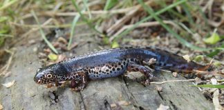 Tritonul de munte (Triturus alpestris), masculul are cel mai frumos colorit