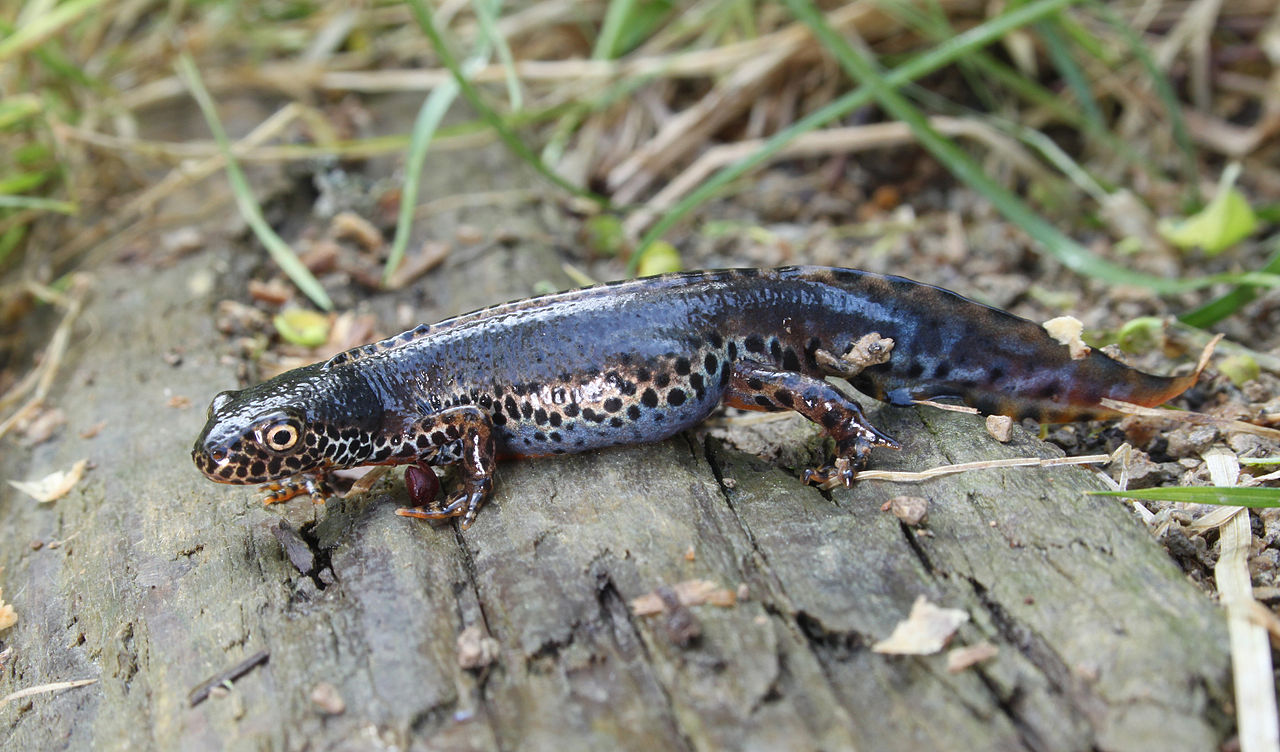 Tritonul de munte (Triturus alpestris), masculul are cel mai frumos colorit