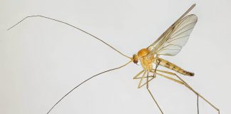 Tânțari fungus - Distrugători ai ciupercilor