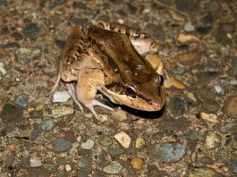 Vezi cum arată broasca-șuierătoare cu cinci degete (Leptodactylus pentadactylus)