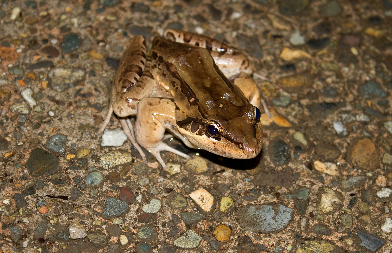 Vezi cum arată broasca-șuierătoare cu cinci degete (Leptodactylus pentadactylus)