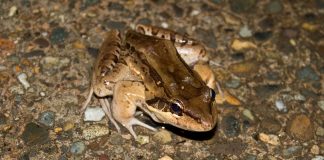 Vezi cum arată broasca-șuierătoare cu cinci degete (Leptodactylus pentadactylus)