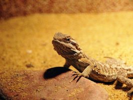 Vezi video cu dragonul bărbos de uscat (Pogona vitticeps) care trăiește în Australia