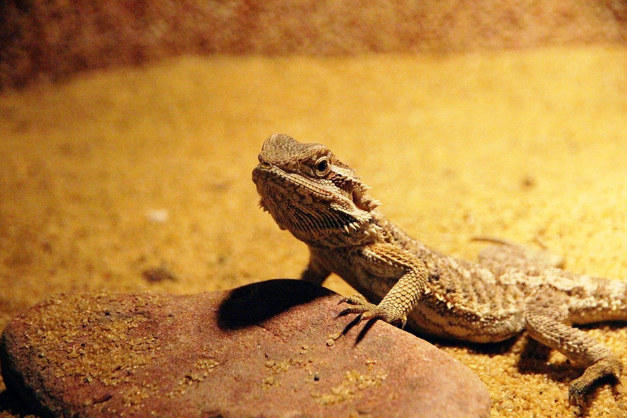 Vezi video cu dragonul bărbos de uscat (Pogona vitticeps) care trăiește în Australia