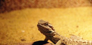 Vezi video cu dragonul bărbos de uscat (Pogona vitticeps) care trăiește în Australia