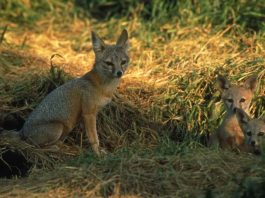 Vulpea-pisică (Vulpes macrotis), un mamifer din America de Nord