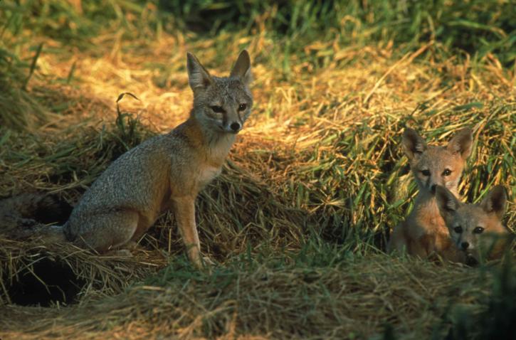 Vulpea-pisică (Vulpes macrotis), un mamifer din America de Nord