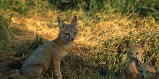 Vulpea-pisică (Vulpes macrotis), un mamifer din America de Nord