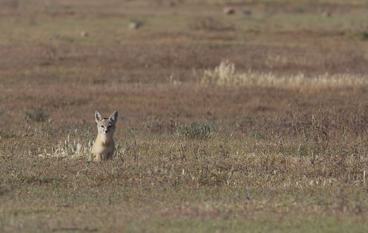 Vulpes macrotis