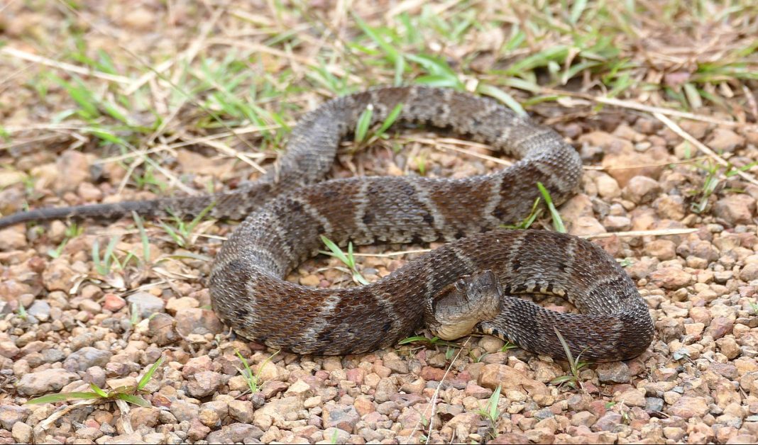 Șarpele-lance comun (Bothrops atrox), cel mai periculos din America de Sud