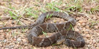 Șarpele-lance comun (Bothrops atrox), cel mai periculos din America de Sud