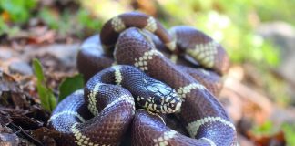 Șarpele regal comun (Lampropeltis getula) și cele mai răspândite subspecii
