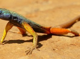 Șopârla plată a lui Broadley (Platysaurus broadleyi) face salturi acrobatice după insecte