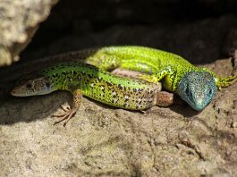 Șopârla verde a lui Schreiber (Lacerta schreiberi) din Europa de Sud-Est