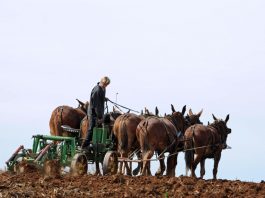 Animale de tractiune