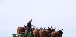 Animale de tractiune