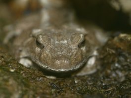 Broasca cu corn din Insulele Solomon (Ceratobatrachus guentheri) cu dinți în gură