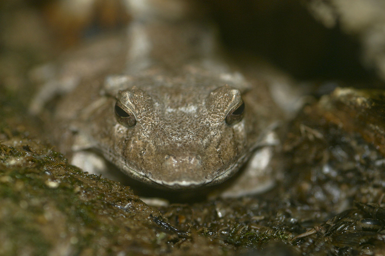 Broasca cu corn din Insulele Solomon (Ceratobatrachus guentheri) cu dinți în gură