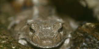 Broasca cu corn din Insulele Solomon (Ceratobatrachus guentheri) cu dinți în gură