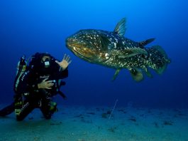 Coelacantul indonezian (Latimeria menadoensis), pești din vremea dinozaurilor