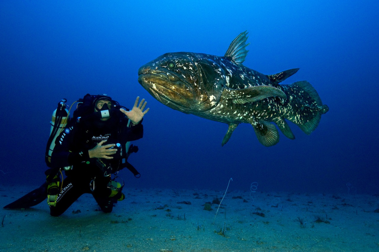 Coelacantul indonezian (Latimeria menadoensis), pești din vremea dinozaurilor