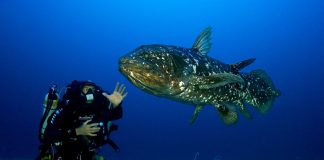 Coelacantul indonezian (Latimeria menadoensis), pești din vremea dinozaurilor