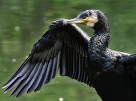 Cormoranul cu moț dublu (Phalacrocorax auritus), specie unică de cormoran din America de Sud