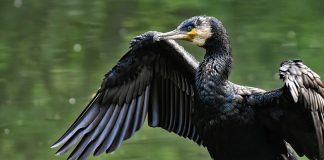 Cormoranul cu moț dublu (Phalacrocorax auritus), specie unică de cormoran din America de Sud