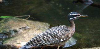 Cristeiul de soare (Eurypyga helias) își sperie prădătorul prin penajul aripilor