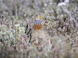 Cristeiul luptător de stepă (Pedionomus torquatus) din Australia