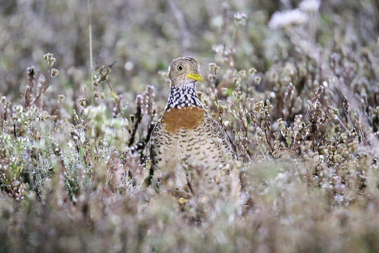 Cristeiul luptător de stepă (Pedionomus torquatus) din Australia