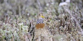 Cristeiul luptător de stepă (Pedionomus torquatus) din Australia