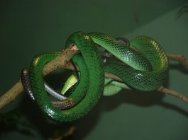 Cursierul cu coada roșie (Gonyosoma oxycephala), șarpe arboricol asiatic