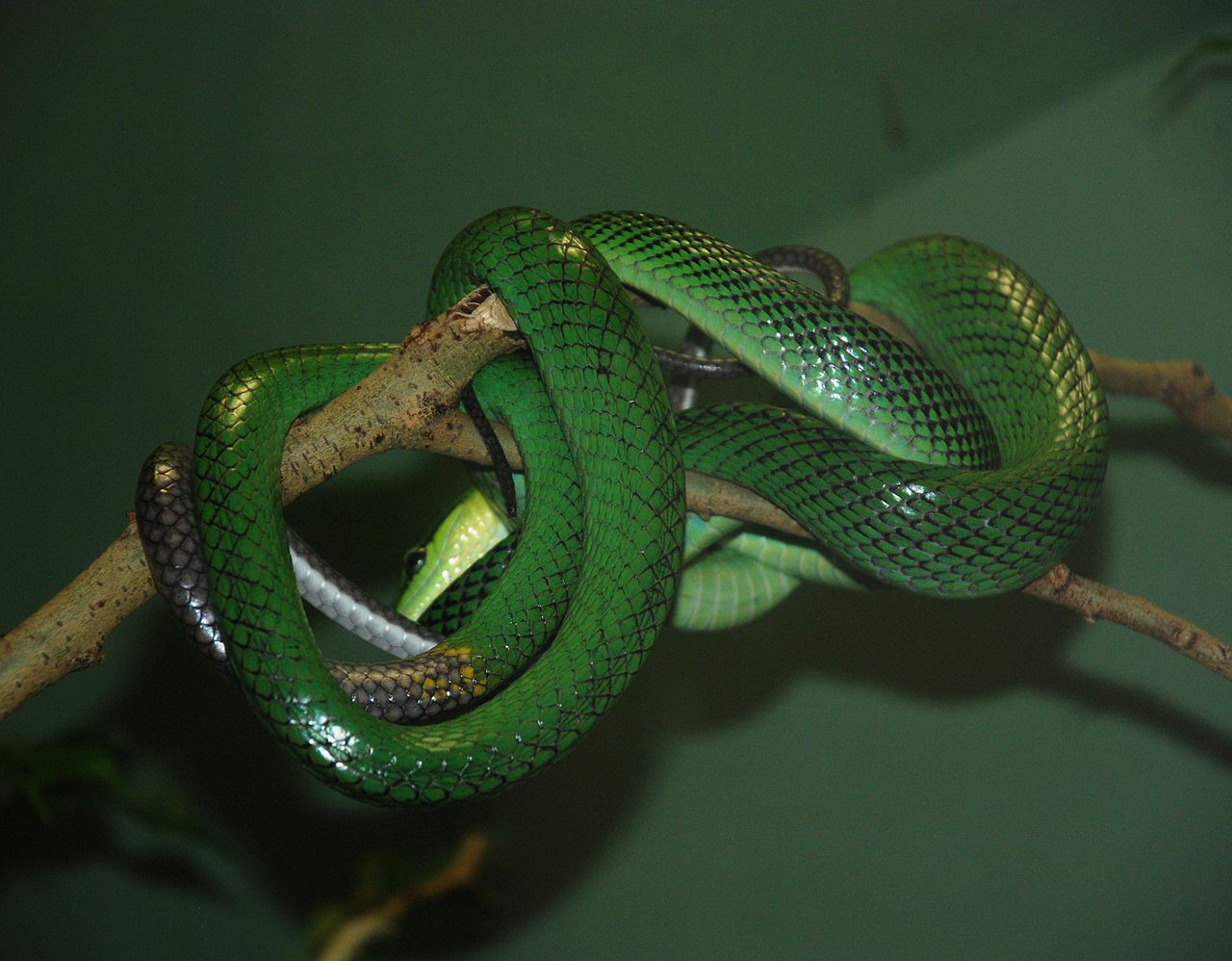 Cursierul cu coada roșie (Gonyosoma oxycephala), șarpe arboricol asiatic