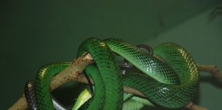 Cursierul cu coada roșie (Gonyosoma oxycephala), șarpe arboricol asiatic