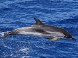 Delfinul dungat (Stenella coeruleoalba), o specie ce trăiește în apele temperate