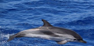 Delfinul dungat (Stenella coeruleoalba), o specie ce trăiește în apele temperate