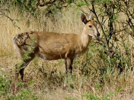 Duiker comun (Sylvicapra grimmia) sau antilopa uriașă gri din Africa