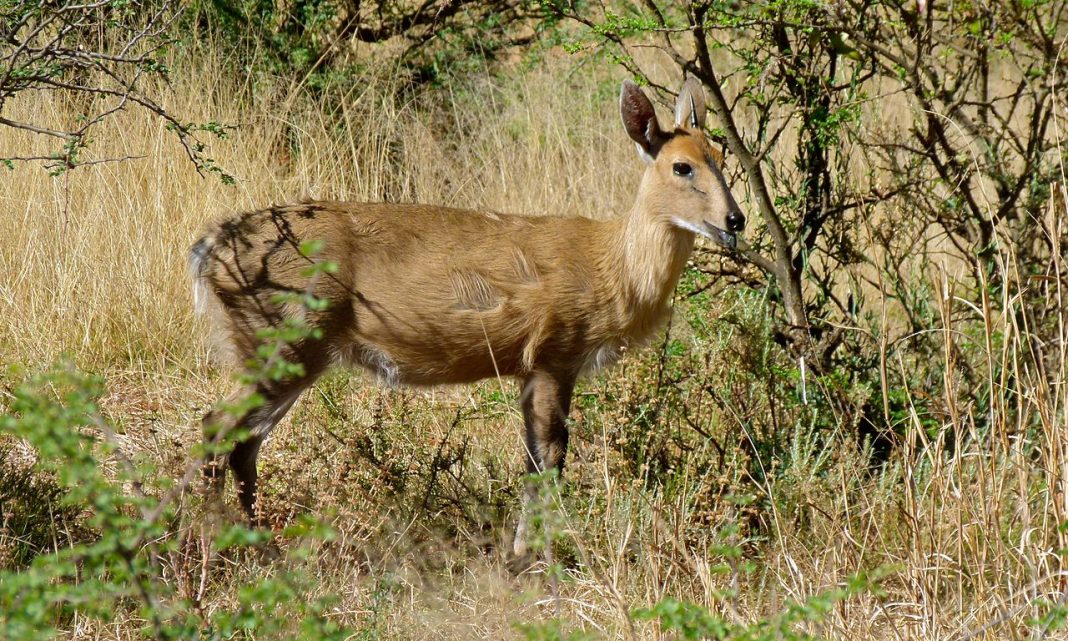 Duiker comun (Sylvicapra grimmia) sau antilopa uriașă gri din Africa Duiker comun (Sylvicapra grimmia) sau antilopa uriașă gri din Africa
