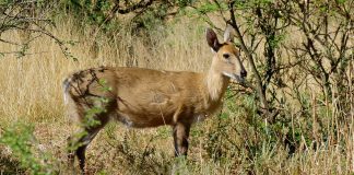 Duiker comun (Sylvicapra grimmia) sau antilopa uriașă gri din Africa